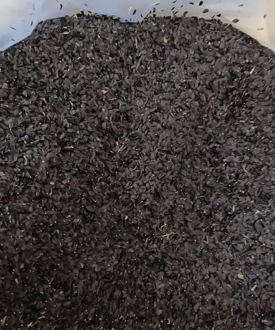 甜菜种植种子怎么种植的 甜菜种植种子怎么种植的