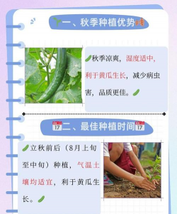 秋黄瓜的种植时间 秋黄瓜的种植时间