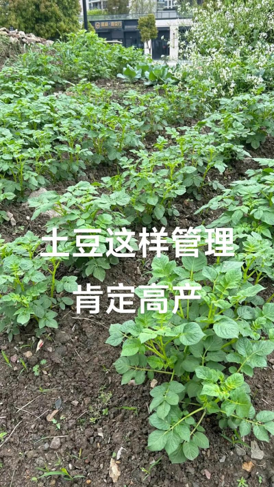 土豆种植新技术怎么种植 土豆种植新技术怎么种植