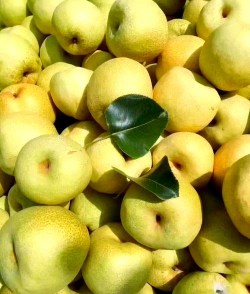 砀山梨属于什么梨 砀山梨属于什么梨