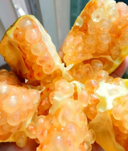 石榴籽里面带白色雪花是什么 石榴籽里面带白色雪花是什么