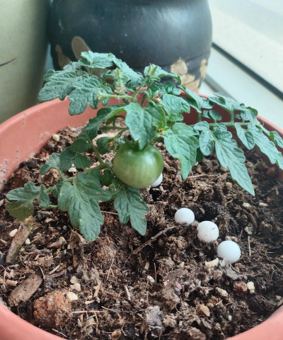 盆种番茄的方法 盆种番茄的方法