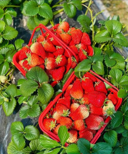 草莓怎么洗 草莓怎么洗