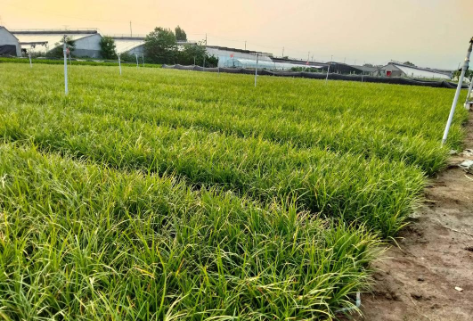 树下种植麦冬怎么种植好 树下种植麦冬怎么种植好