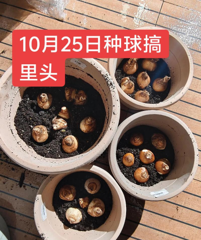 洋水仙种植箱怎么种植的 洋水仙种植箱怎么种植的