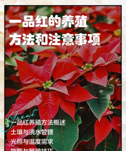 一品红怎么养 一品红怎么养