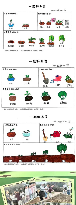 大白菜怎么种植方法 大白菜怎么种植方法