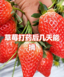 草莓定植后几天打药 草莓定植后几天打药