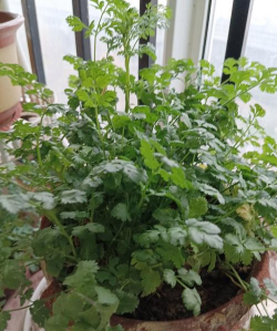 香菜喜欢阳光吗 香菜喜欢阳光吗