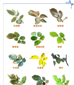 月季花的病虫防治 月季花的病虫防治