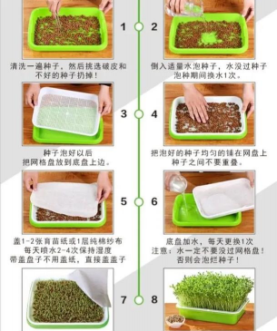 花盆种植豌豆苗怎么种植 花盆种植豌豆苗怎么种植