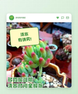 多肉移盆多久可以浇水 多肉移盆多久可以浇水