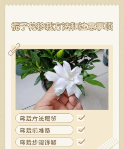 栀子花几月移栽好 栀子花几月移栽好