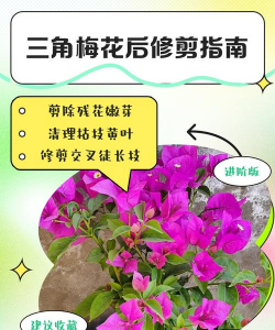 三角梅花败后如何修剪 三角梅花败后如何修剪