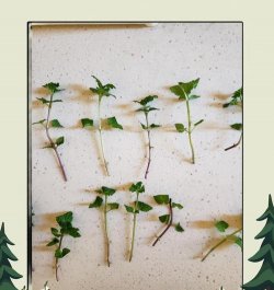 薄荷插枝能活吗 薄荷插枝能活吗