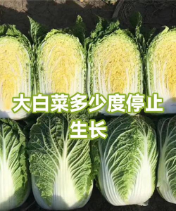 白菜几度停止生长 白菜几度停止生长