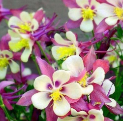 吸尘花有哪些种类 吸尘花有哪些种类