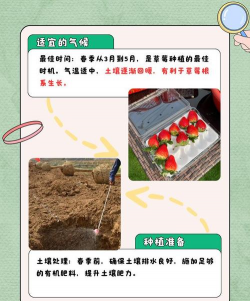草莓什么时候种植最好 草莓什么时候种植最好