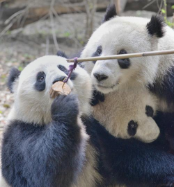 熊猫智商相当于人类几岁 熊猫智商相当于人类几岁