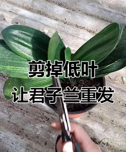 君子兰叶子全部剪掉还能活吗 君子兰叶子全部剪掉还能活吗