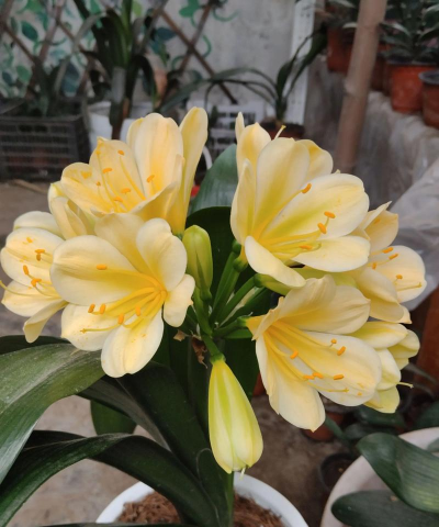 君子兰怕冷吗冬天 君子兰怕冷吗冬天