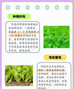 种植蔬菜芥兰怎么种植的 种植蔬菜芥兰怎么种植的