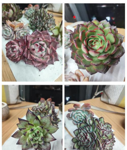 多肉修根后晾几天 多肉修根后晾几天