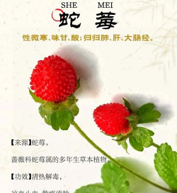 蛇莓 蛇莓百科 蛇莓 蛇莓百科