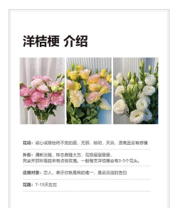 洋桔梗 洋桔梗百科 洋桔梗 洋桔梗百科