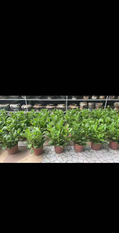 芗草 芗草百科 芗草 芗草百科