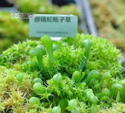 眼镜蛇瓶子草 眼镜蛇瓶子草百科 眼镜蛇瓶子草 眼镜蛇瓶子草百科