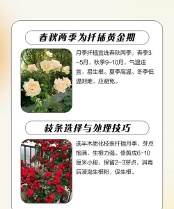 月季花秋天可以插活吗 月季花秋天可以插活吗