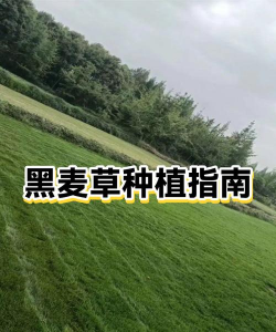 种植黑麦草怎么种植好 种植黑麦草怎么种植好