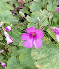 红花酢浆草 红花酢浆草百科 红花酢浆草 红花酢浆草百科