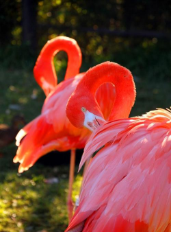 火鹤 火鹤百科 火鹤 火鹤百科