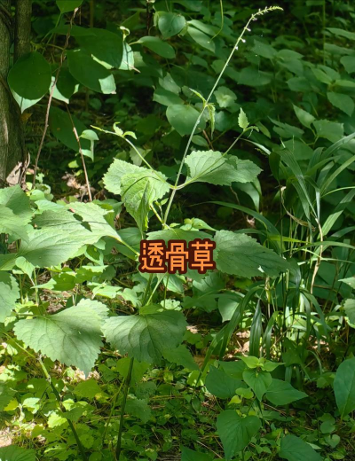 透骨草 透骨草百科 透骨草 透骨草百科