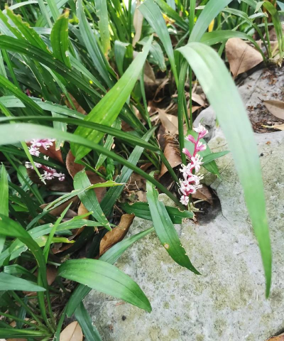 吉祥草 吉祥草百科 吉祥草 吉祥草百科