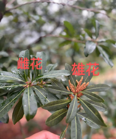 杨梅几月开花 杨梅几月开花