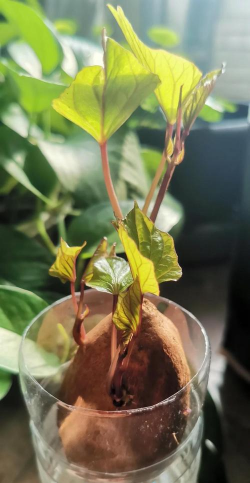 红薯什么时候开始育苗 红薯什么时候开始育苗