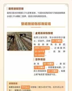 红薯的种植技 红薯的种植技