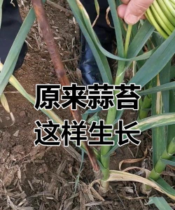 蒜苔是大蒜长出来的吗 蒜苔是大蒜长出来的吗