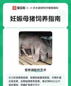 母猪怀孕期间怎样饲养 母猪怀孕期间怎样饲养