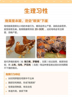 母鸡为什么不下蛋原因 母鸡为什么不下蛋原因