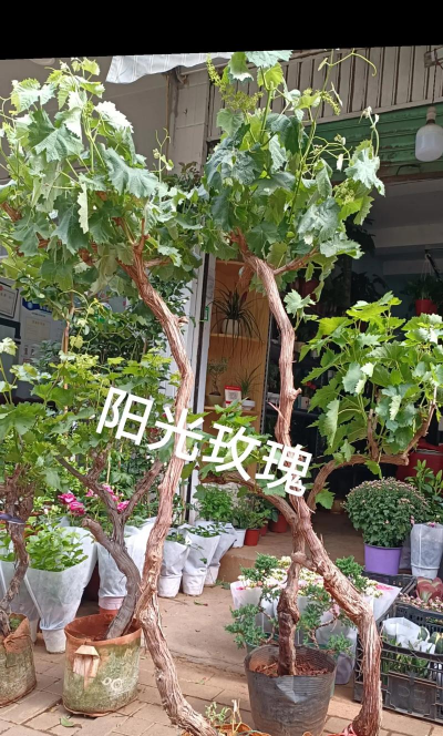 葡萄树属于什么类 葡萄树属于什么类