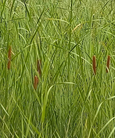 香蒲 香蒲百科 香蒲 香蒲百科