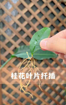 桂花扦插繁多长时间能生根 桂花扦插繁多长时间能生根