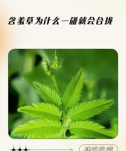 含羞草为什么一碰它就会合拢 含羞草为什么一碰它就会合拢