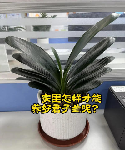 家里可以养君子兰吗 家里可以养君子兰吗