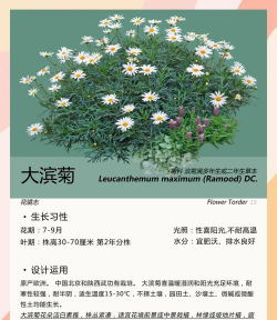 菊花什么时候种植最好 菊花什么时候种植最好