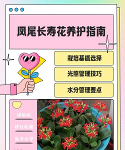 长寿花什么时候打顶 长寿花什么时候打顶